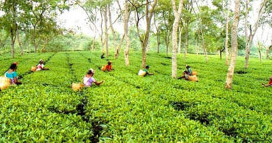 India Can Compensate For The Reduction In Tea Production Due To The Economic Crisis In Sri Lanka