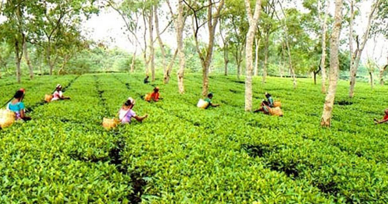 India Can Compensate For The Reduction In Tea Production Due To The Economic Crisis In Sri Lanka