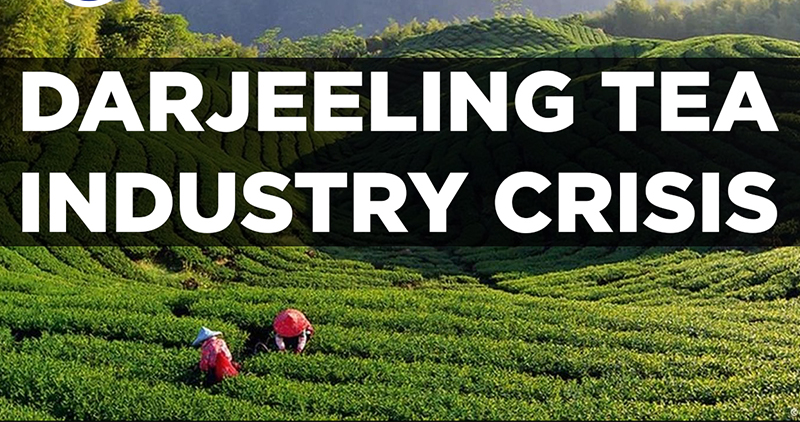 Darjeelings Tea Industry In Crisis