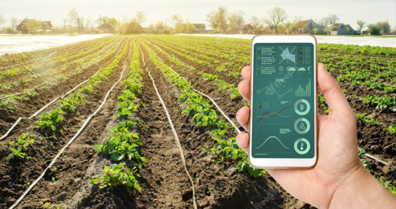 Pepsico India Has Prepared A Mobile App Regarding Potato Cultivation