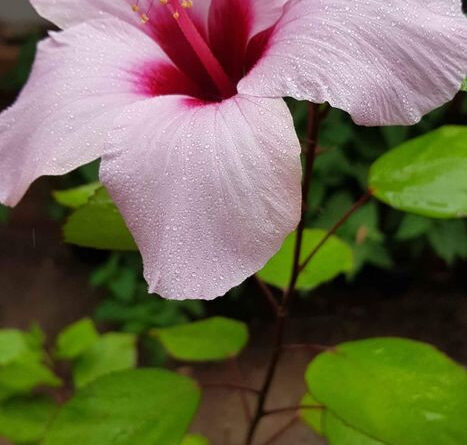 Hibiscus Pink