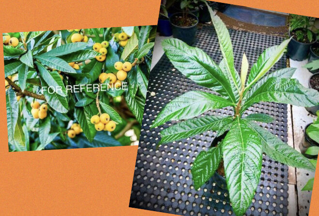 Loquat