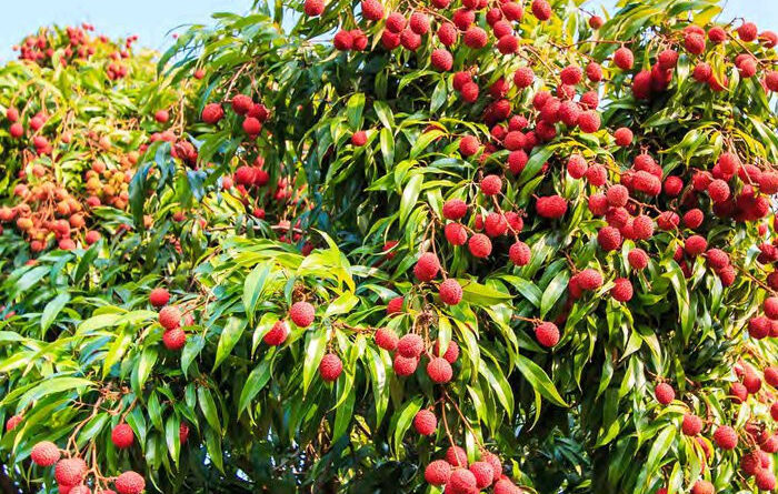 Lychee Self Pollinating