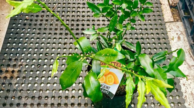 Nagami Kumquat Grafted